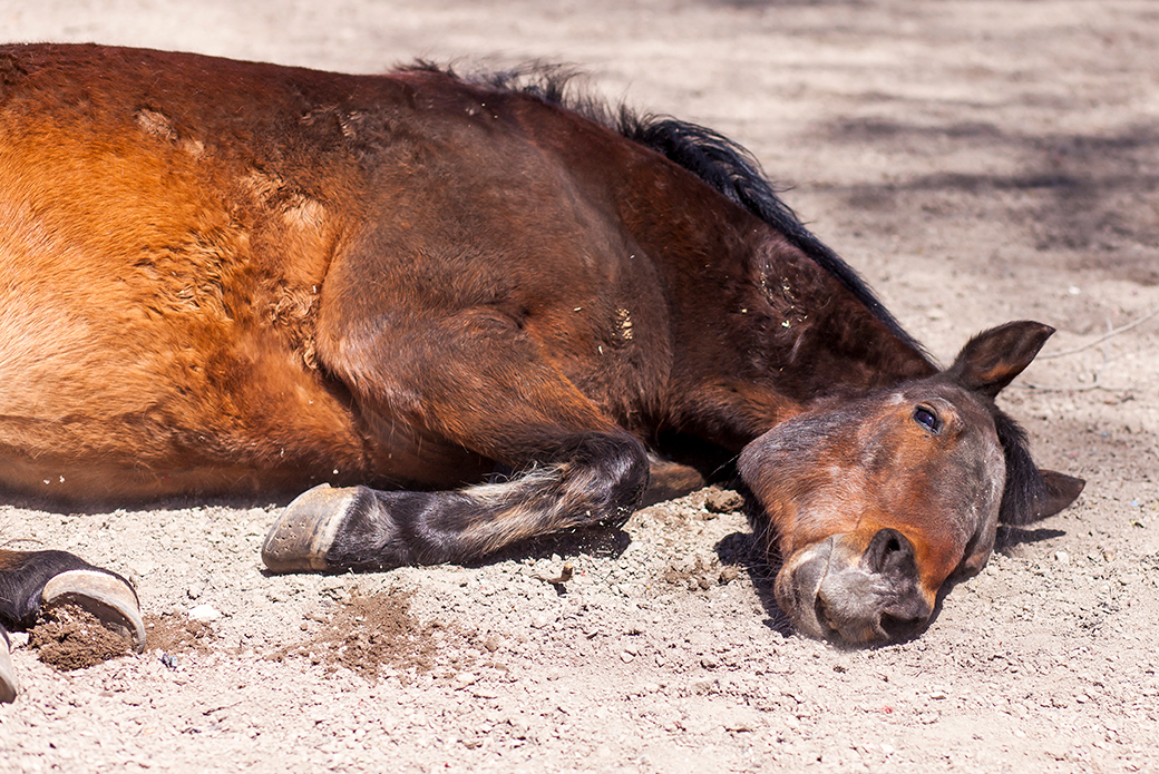 a sleeping horse