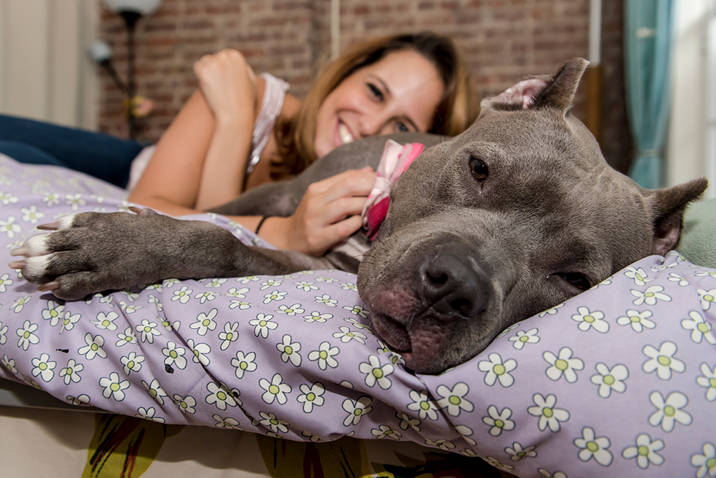 a grey pitbull rest on a bed with her person