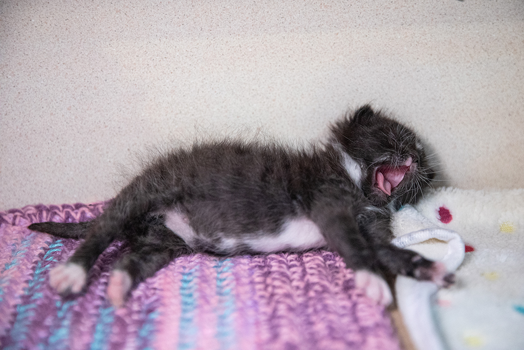a sleeping kitten yawning