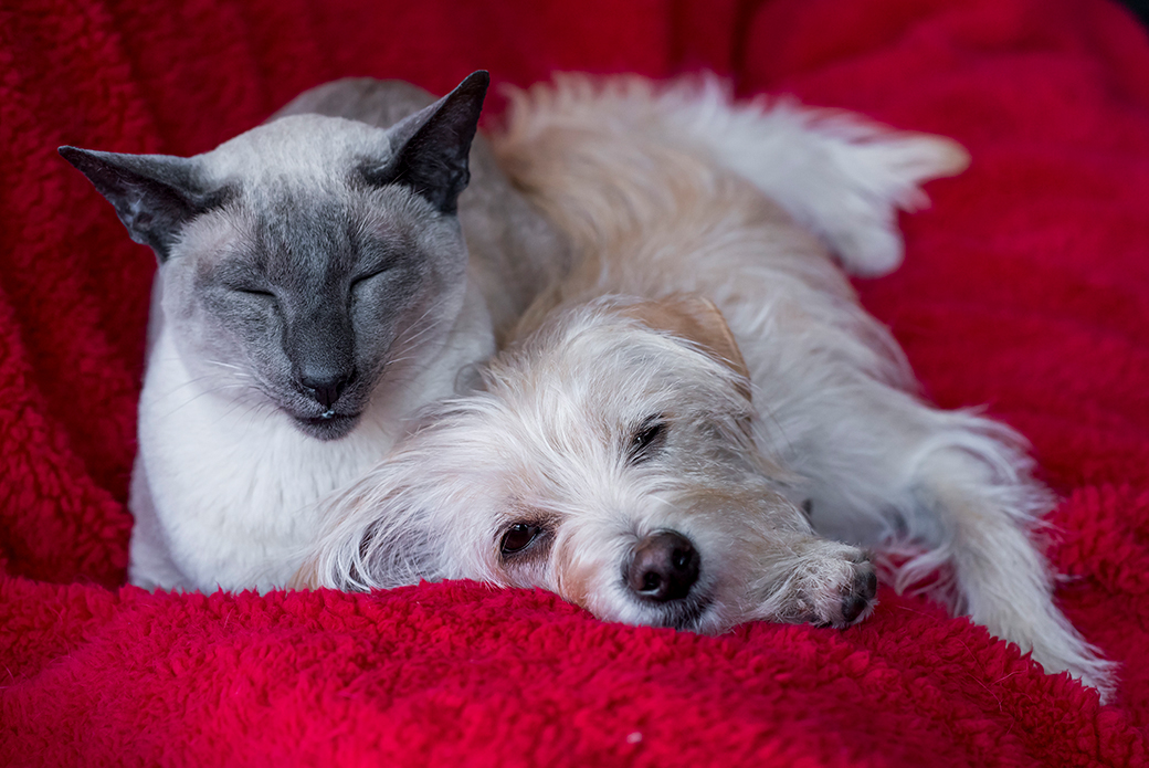 a dog and cat sleeping together on a red blanket