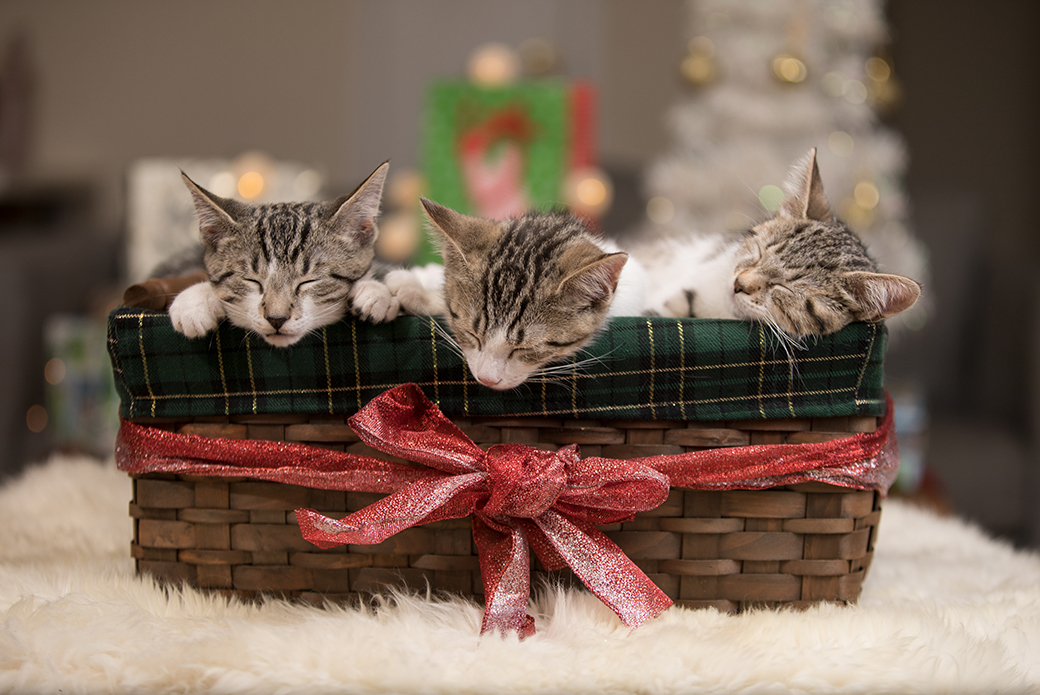 three kittens sleeping in a basket