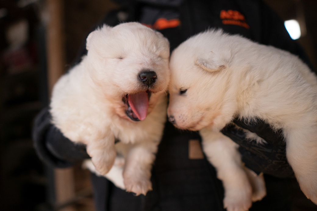 two sleepy puppies being carried