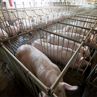 pigs on factory farm