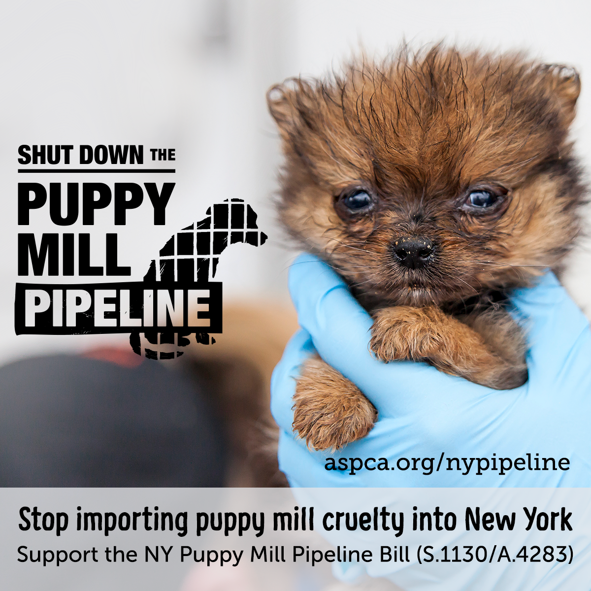 Shut Down the Puppy Mill Pipeline