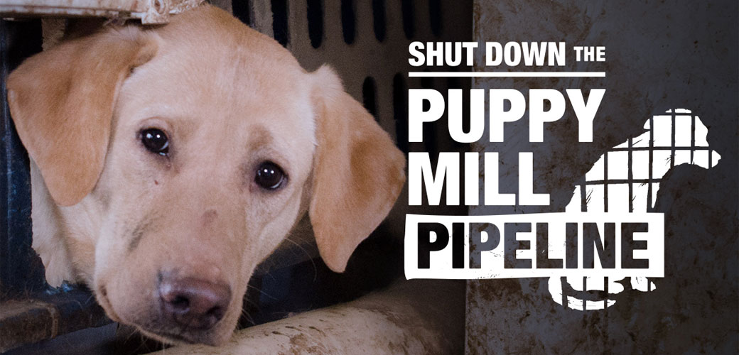 Shut Down the Puppy Mill Pipeline