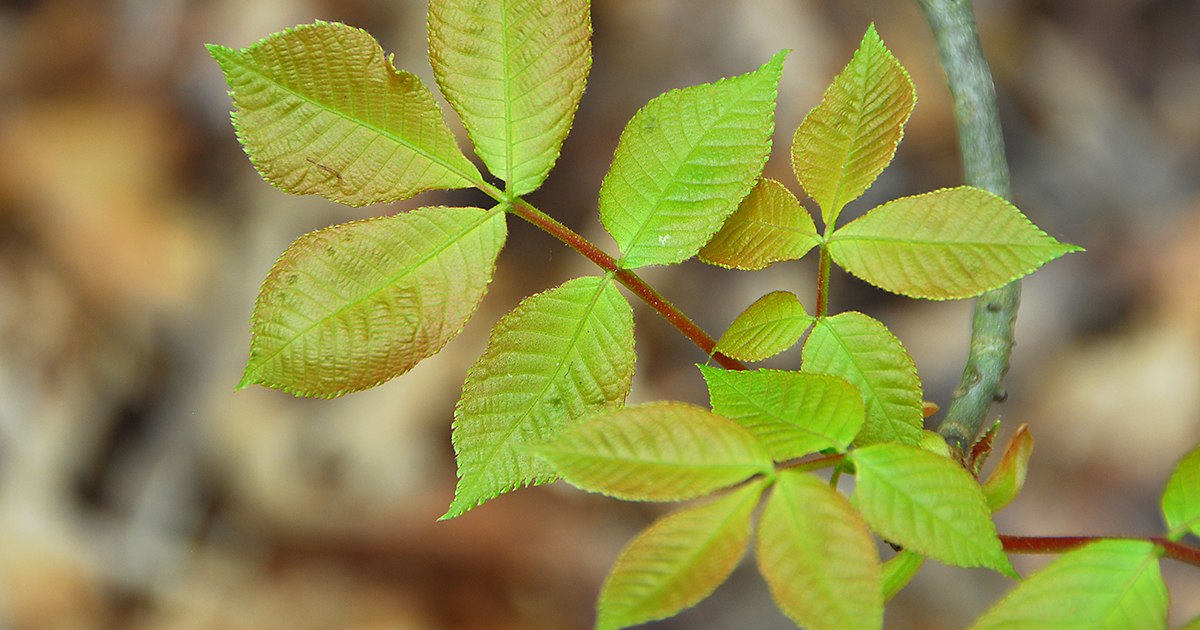 Poison Sumac | ASPCA