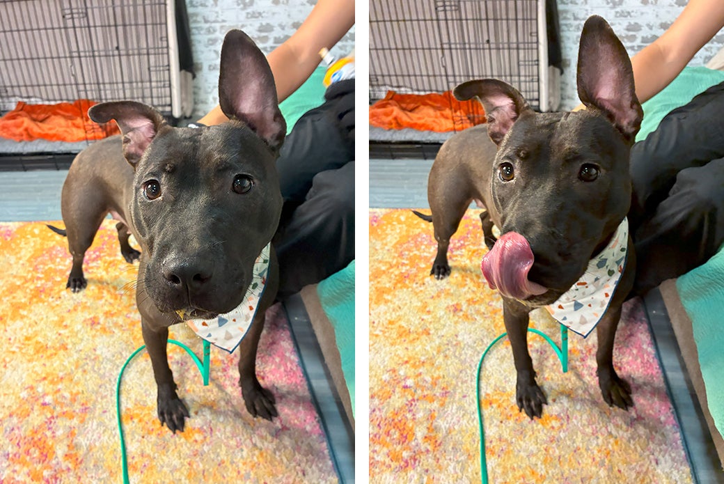 Two pictures of a brown dog getting pets from someone
