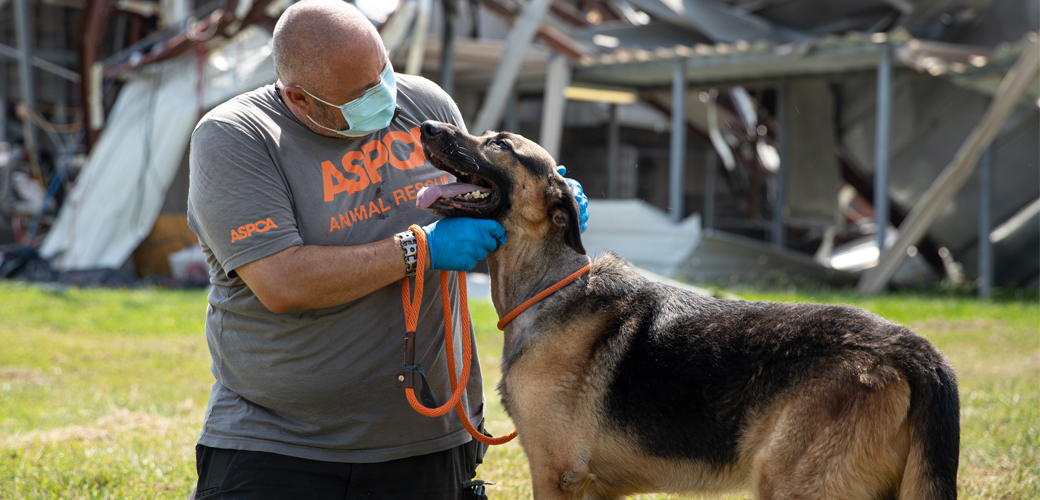 Congress Must Act to Protect Animals in Disasters | ASPCA
