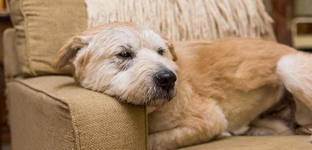 Behavior Problems in Older Dogs | ASPCA