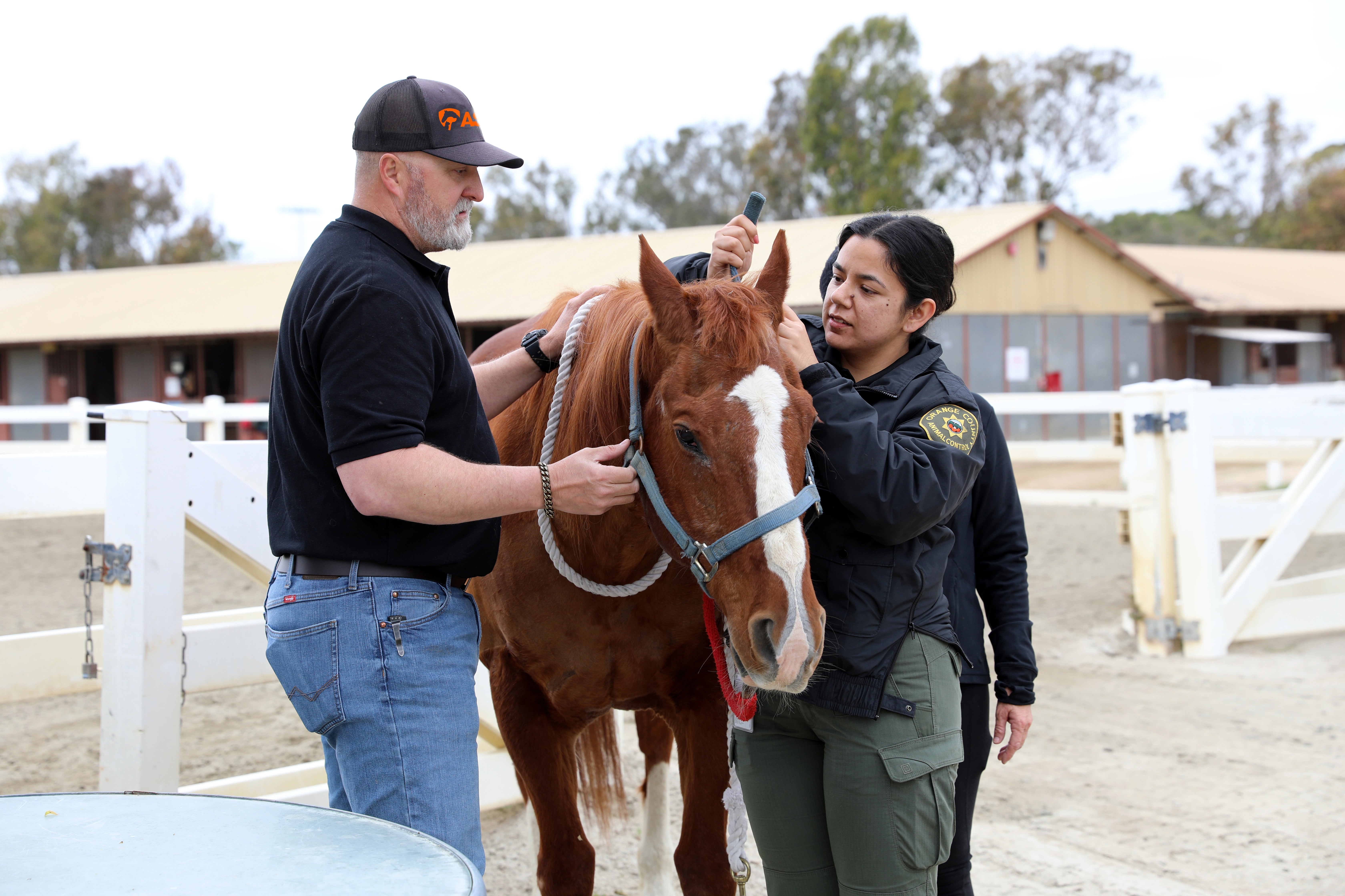 ASPCA rescuer helping animal control officer put rein on horse