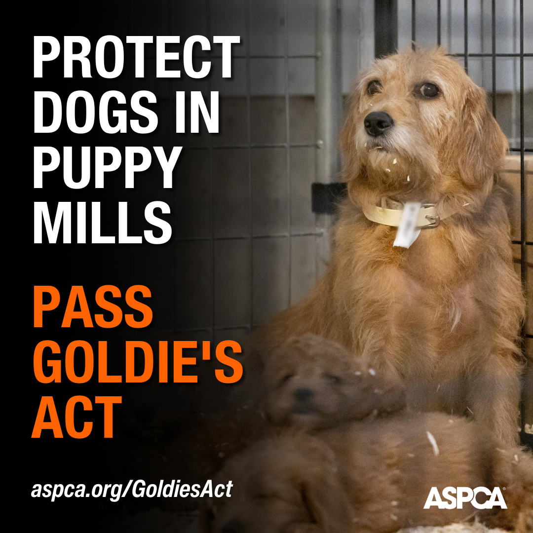 Goldie's Act picture insert of a dog in a cage: PROTECT DOGS IN PUPPY MILLS - PASS GOLDIES ACT - aspca.org/GoldiesAct