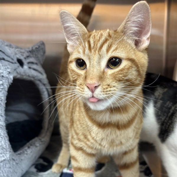 Orange cat