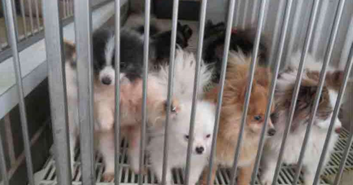 Puppies in cage