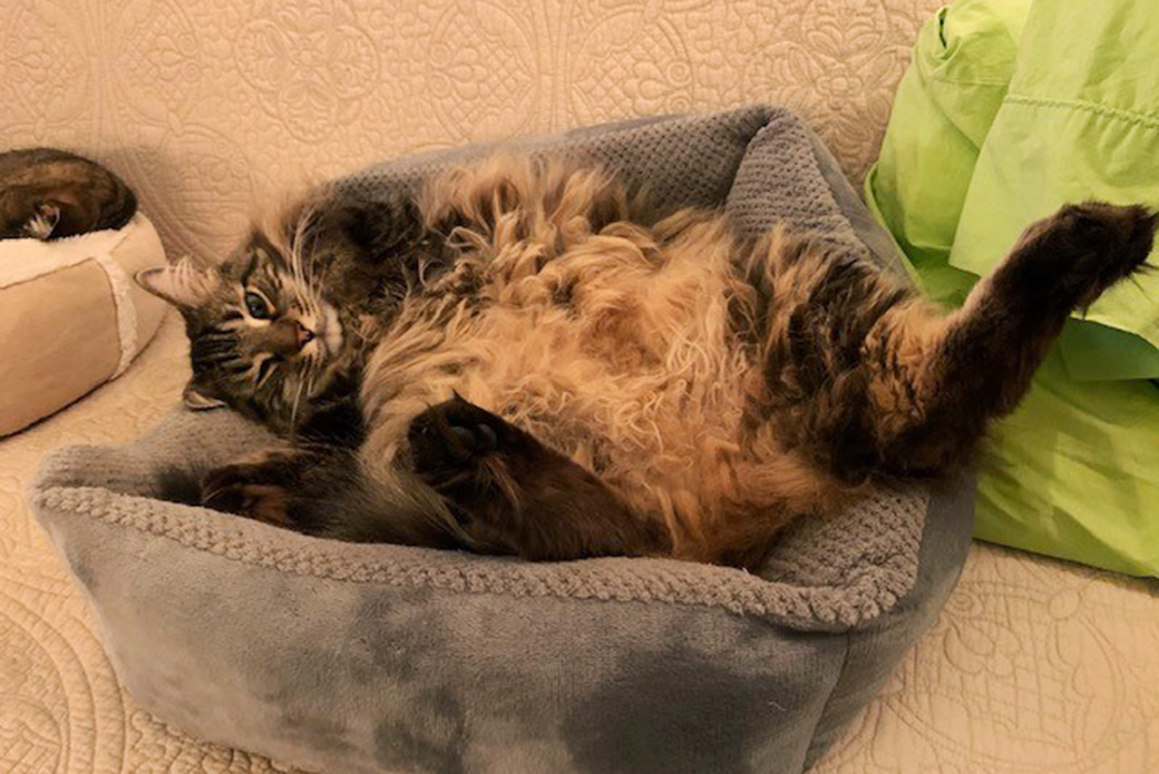 Cat in cat bed