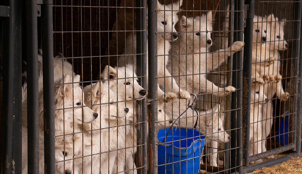 Samoyeds in a dirty cage