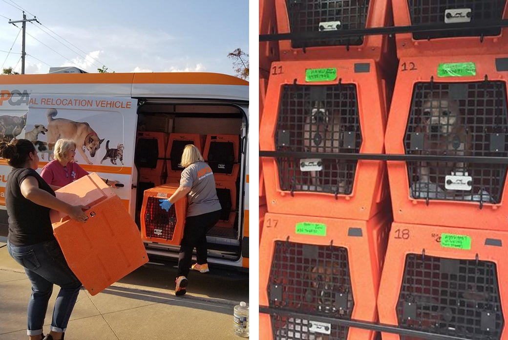 How Animal Relocation Programs Save Lives ASPCA