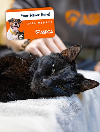A black cat and an ASPCA membership card