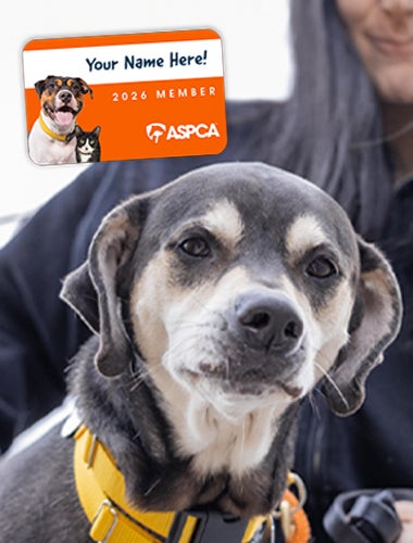 An older dog in a harness and the 2026 ASPCA Meberhip Card