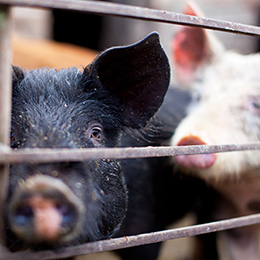 black and white pigs