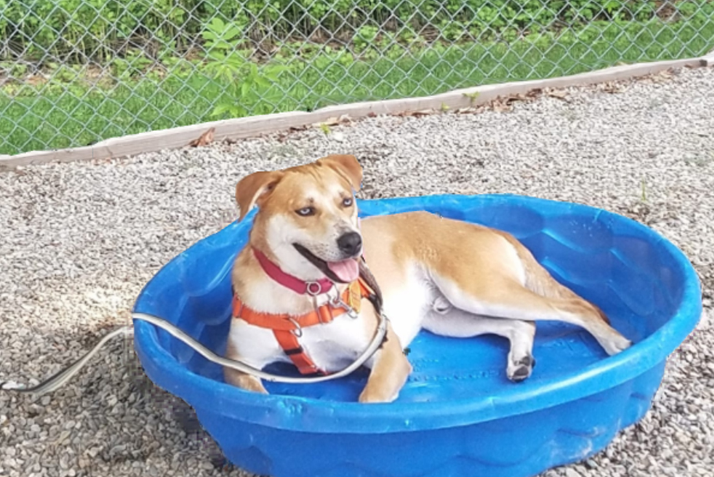 Dog relaxing in pool
