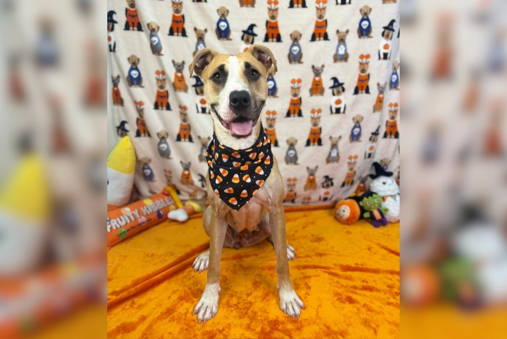 A brown-and-white dog wearing a candy corn bandana