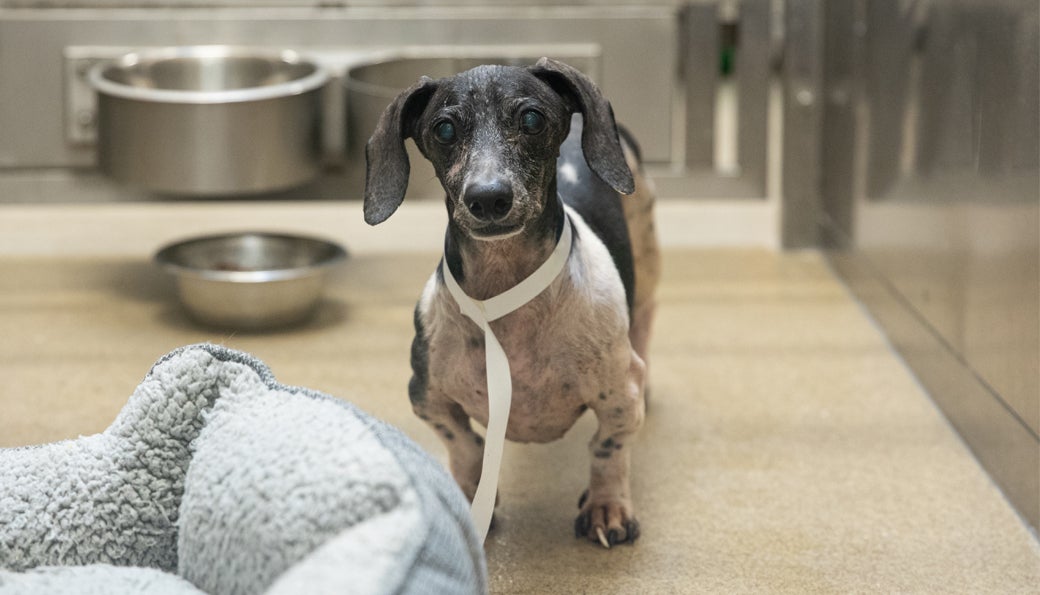 Senior dog in kennel