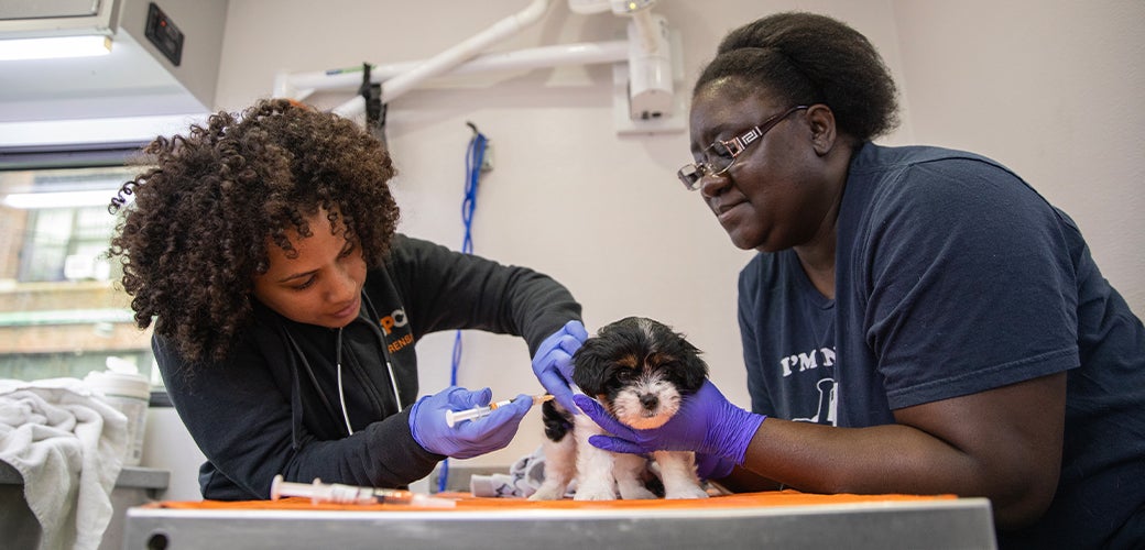 Two veterinarians examining black and white puppy