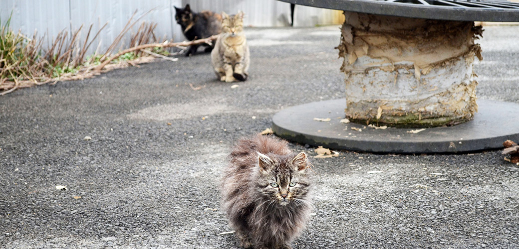 A Closer Look at Community Cats | Stray 