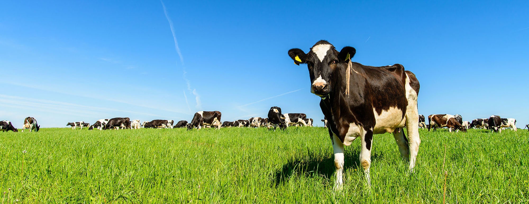 A herd of cows in a pasture