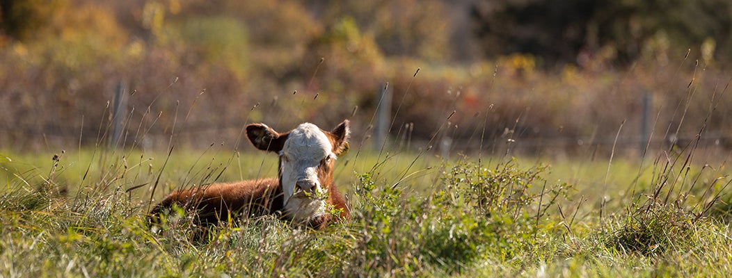 Brown and white cow laying down on green grass