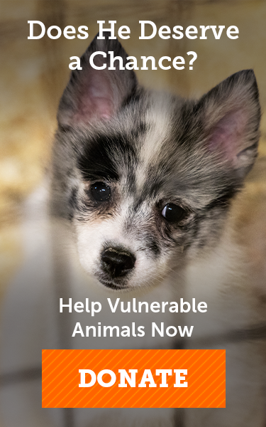 Animal Cruelty Investigations and Animal Rescue | ASPCA
