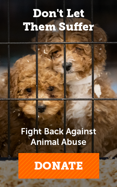 Barred From Love | Puppies | Cruel Breeding | ASPCA