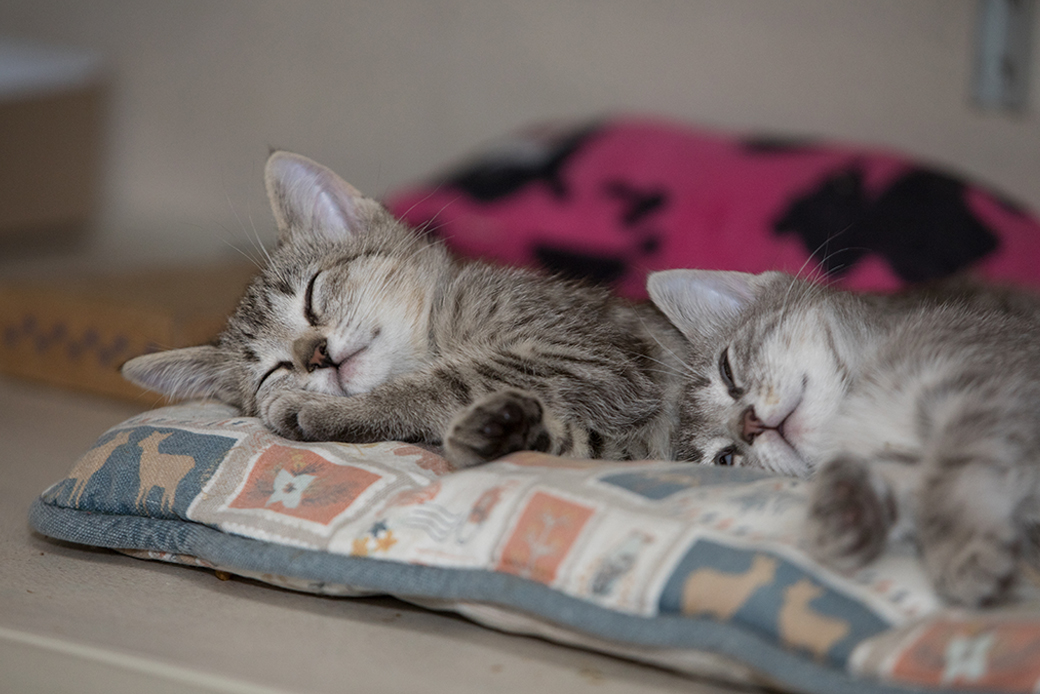 Sleepy kittens
