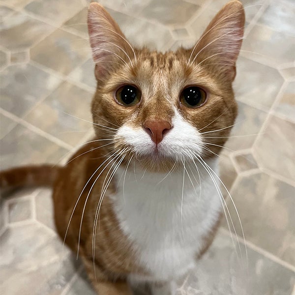 Orange cat