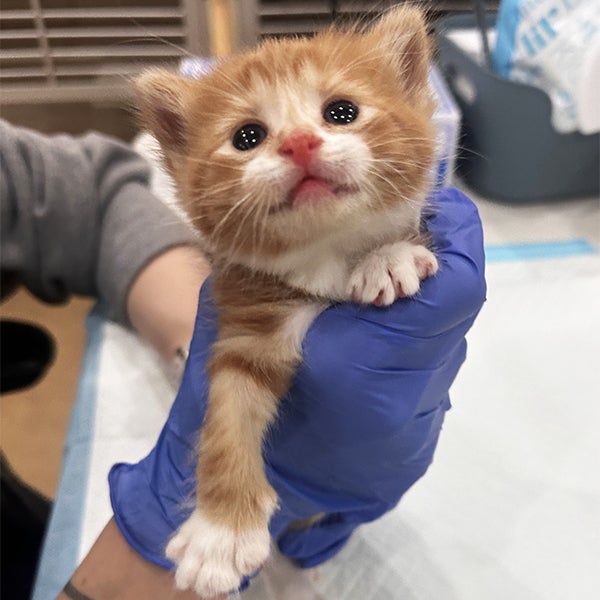 Orange kitten