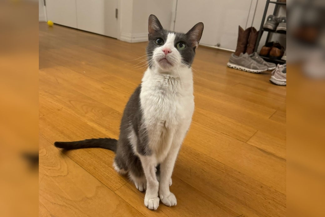 A gray-and-white cat sitting on the floor