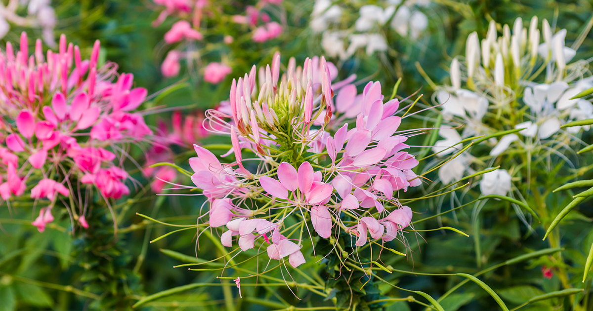 Spider Flower | ASPCA