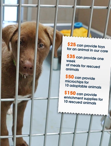 $25 can provide toys for an animal in our care; $35 can provide one week of meals for rescued animals; $50 can provide microchips for 10 adoptable animals; $150 can provide enrichment supplies for 10 rescued animals