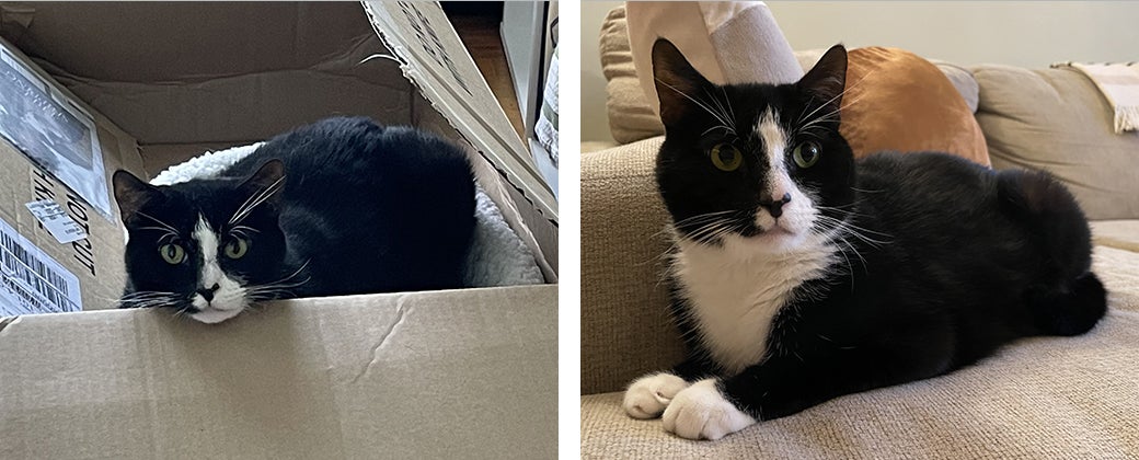 Scamper at his foster