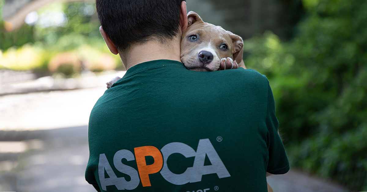 ASPCA Internship in Applied Animal Welfare Research | ASPCA