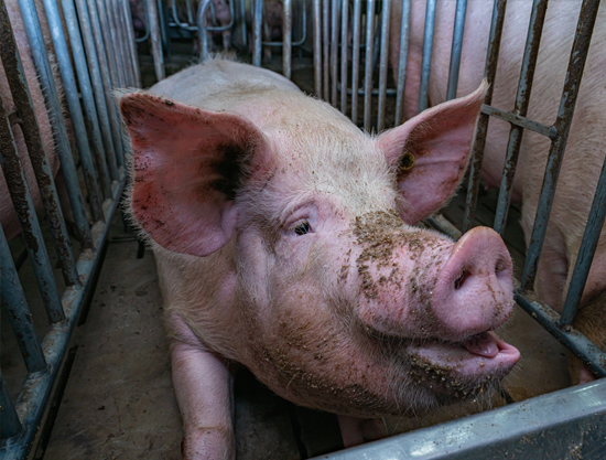 Pig in gestation crate