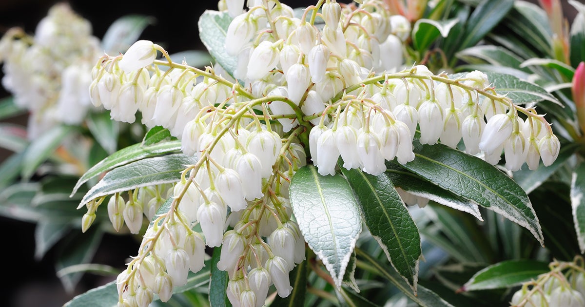 Stackhoue Flower Toxic and Non-toxic Plants: Staggerbush | ASPCA