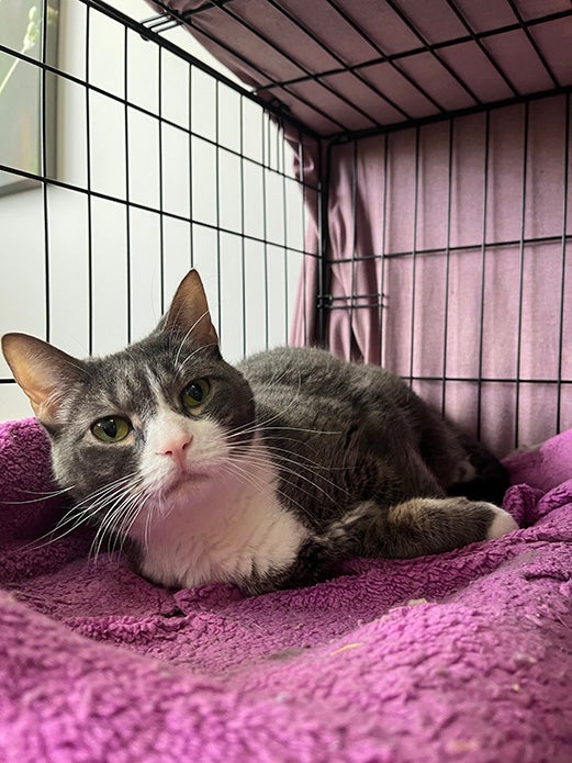 Star the cat