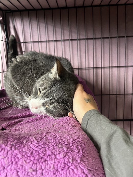 Star getting an ear scratch