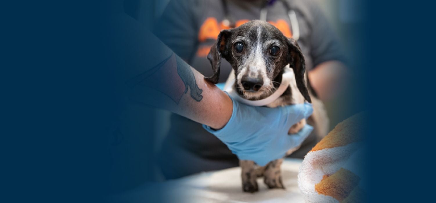 ASPCA