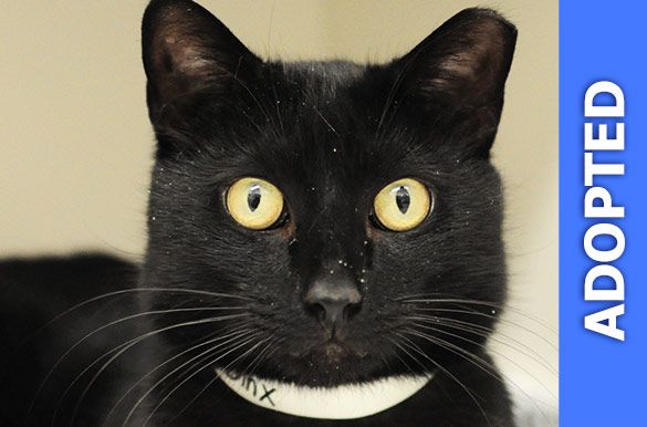 Binx was adopted!