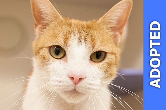 Butterscotch | ASPCA