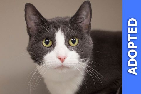 Candle Nut was adopted!