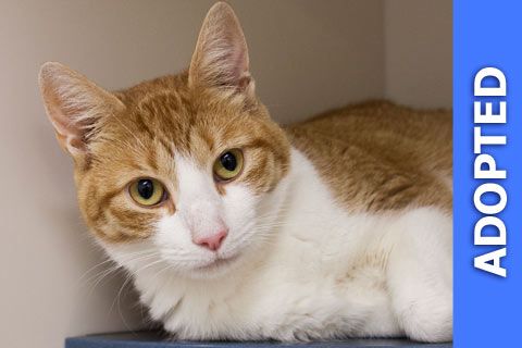 Candy was adopted!