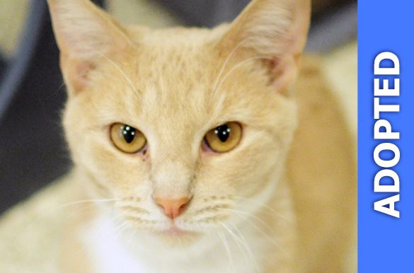 Carrot was adopted!